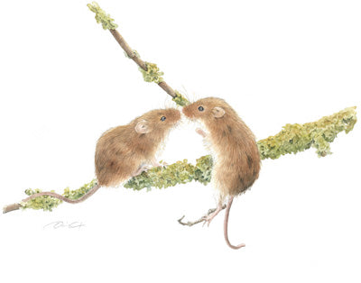 Dani Antes: Harvest Mice Kissing