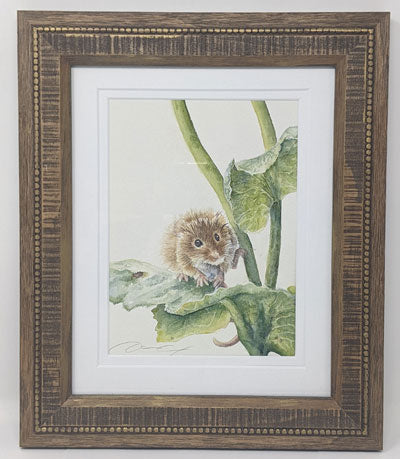 Dani Antes: Harvest Mouse On Wet Leaves